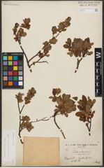 Foto von Salix waldsteiniana Willd.